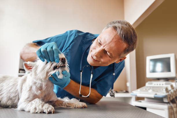 Best Weekend Emergency Dental Services in Des Allemands, LA